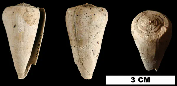 Conus miamiensis