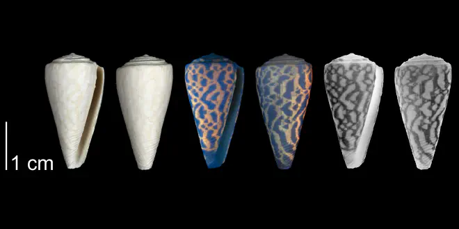Conus paranobilis from the Tamiami Fm. (Pinecrest Beds) of Collier County, Florida, shown under regular and ultraviolet light, which causes the original coloration pattern of the shell to be revealed (PRI 54626).