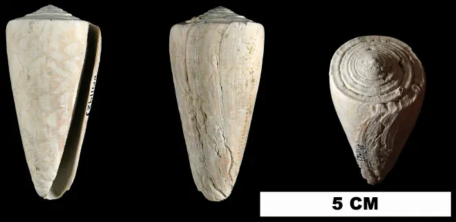 Conus paranobilis from the Late Pliocene Tamiami Fm. (Pinecrest Beds) of Sarasota County, Florida (UF 111423).