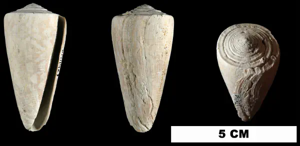 Conus paranobilis