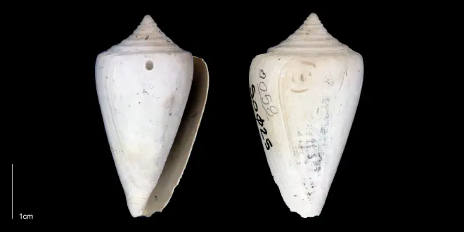 Conus spurius from the Late Pliocene Tamiami Fm. (Pinecrest Beds) of Sarasota County, Florida (PRI 70342).
