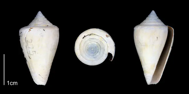 Conus spurius from the Late Pliocene Tamiami Fm. (Pinecrest Beds) of Sarasota County, Florida (PRI 70343-1).