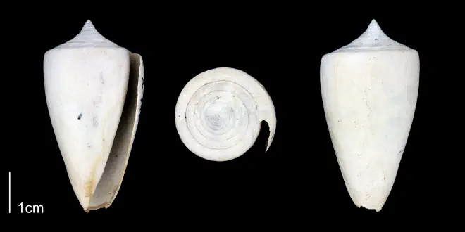 Conus spurius from the Late Pliocene Tamiami Fm. (Pinecrest Beds) of Sarasota County, Florida (PRI 70343-2).