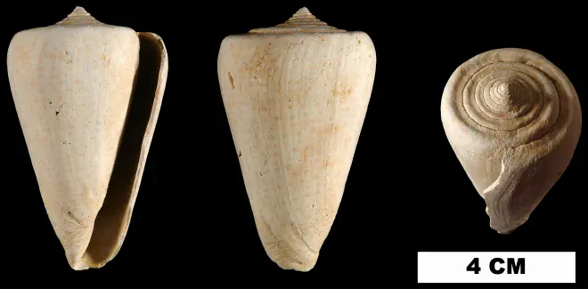 Conus spurius from either the Early Pleistocene Caloosahatchee Fm. or Late Pleistocene Fort Thompson Fm. of Hendry County, Florida (UF 15085).