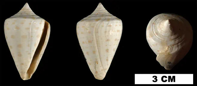 Conus spuroides from the Early Pleistocene Caloosahatchee Fm. of Palm Beach County, Florida (UF 171459).