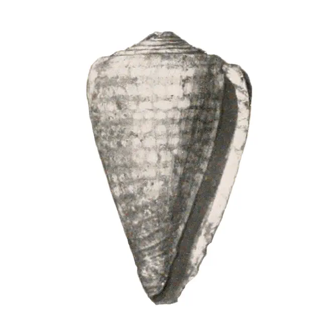 Specimen of Conus yaquensis figured by Pilsbry (1921, pl. 21, fig. 6); 49 mm in length.