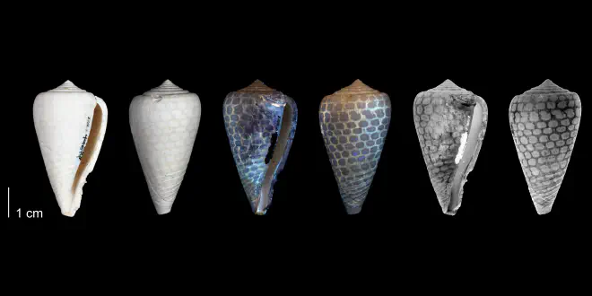 Conus yaquensis from the upper Pliocene Tamiami Fm. (Pinecrest Beds) of Hendry County, Florida, showing a net-like coloration pattern that is revealed by ultraviolet light (PRI 54689).