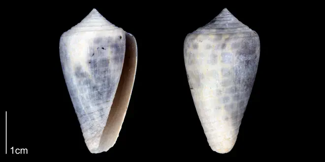 Conus yaquensis from the Late Pliocene Tamiami Fm. of Sarasota County, Florida (PRI 70345). Photographed under ultraviolet light to reveal original pattern.