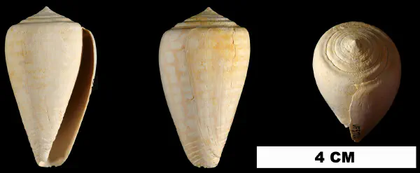 Conus yaquensis