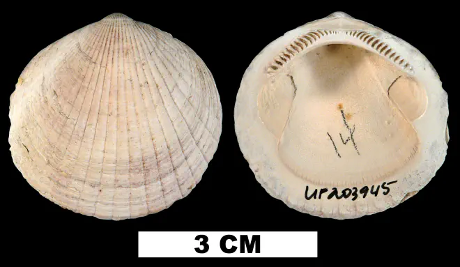 Costaglycymeris subovata from the Late Pliocene Tamiami Fm. (Pinecrest Beds) of Okeechobee County, Florida (UF 203945).