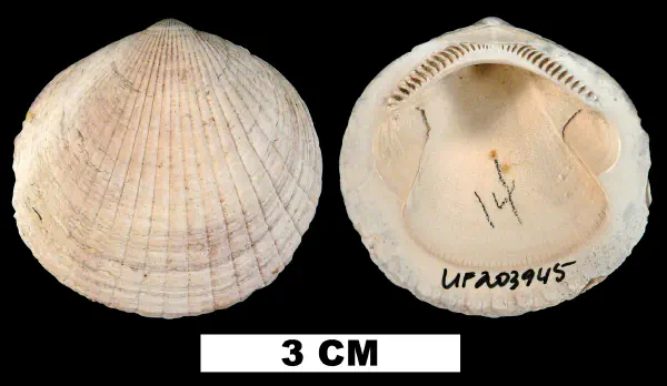 Costaglycymeris subovata