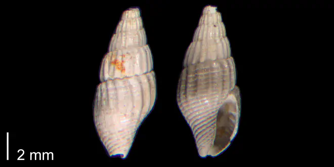 Costoanachis avara (PRI 70488).