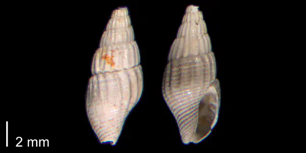 Costoanachis avara