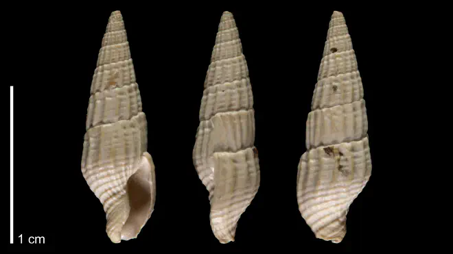 Photograph of Costoanachis camax