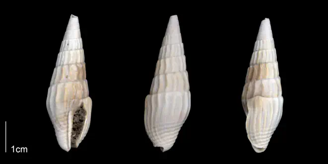 Anachis clavatula from the Late Pliocene Tamiami Fm. (Pinecrest Beds) of Sarasota County, Florida (PRI 70254).
