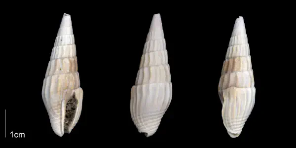 Costoanachis clavatula