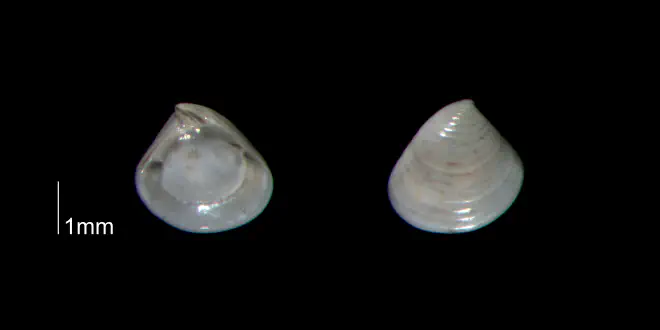 Crassinella dupliniana from the Early Pleistocene Waccamaw Fm. of Brunswick County, North Carolina (PRI 70395-1).