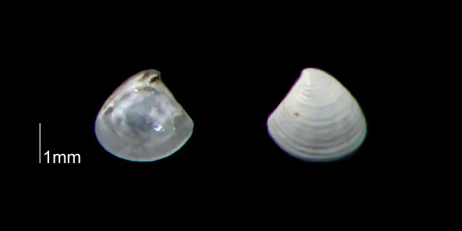 Crassinella dupliniana from the Early Pleistocene Waccamaw Fm. of Brunswick County, North Carolina (PRI 70395-2).