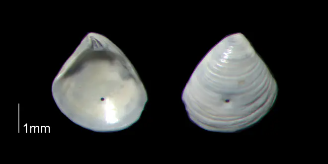 Crassinella dupliniana from the Early Pleistocene Waccamaw Fm. of Brunswick County, North Carolina (PRI 70395-3).