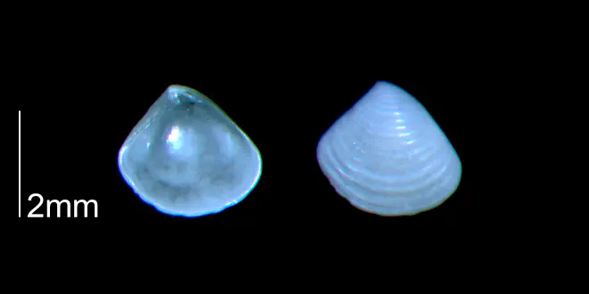 Crassinella dupliniana from the Early Pleistocene Waccamaw Fm. of Brunswick County, North Carolina (PRI 70454).