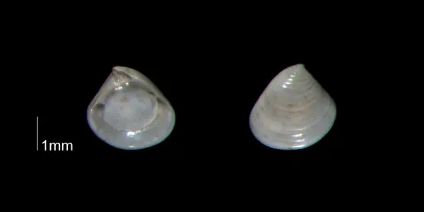 Crassinella dupliniana