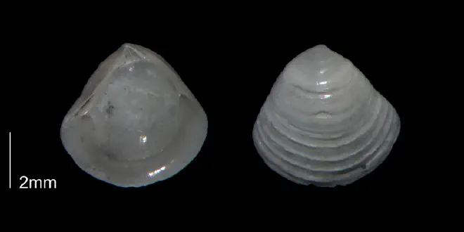 Crassinella johnsoni from the Early Pleistocene Waccamaw Fm. of Brunswick County, North Carolina (PRI 70455).