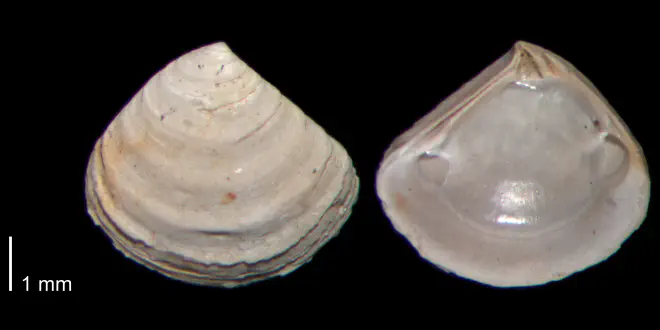 Crassinella lunulata from the Early Pleistocene James City Fm. of Beaufort County, North Carolina (PRI 70487).