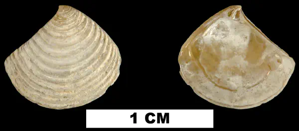 Crassinella lunulata