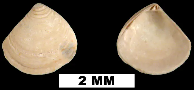 Crassinella tanica from the Middle Miocene Shoal River Formation of Walton County, Florida (UF 89913).