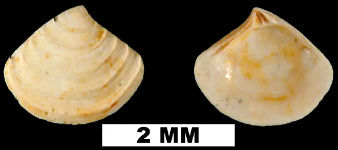 Crassinella triangulata from the Early Miocene Chipola Fm. of Calhoun County, Florida (UF 189579).