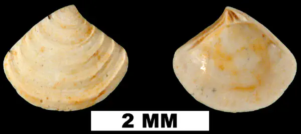 Crassinella triangulata