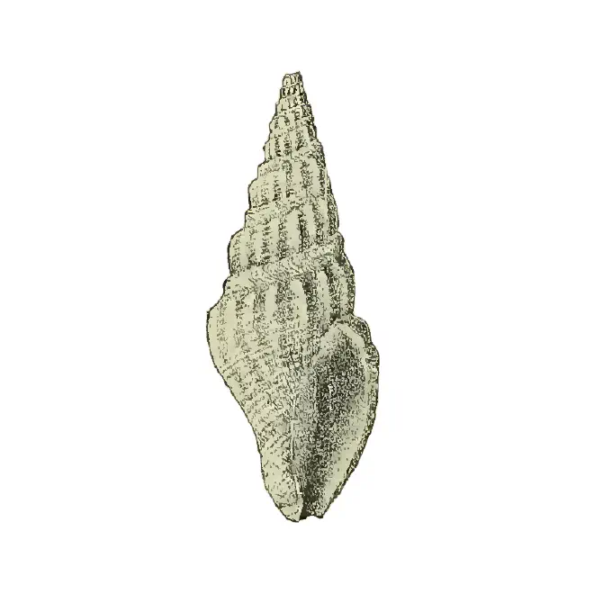 Specimen of Crassispira meunieri figured by Maury (1910, pl. 2, fig. 5); 41 mm in length.