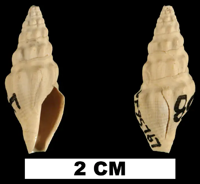 Crassispira meunieri from the Early Miocene Chipola Fm. of Calhoun County, Florida (UF 95767).