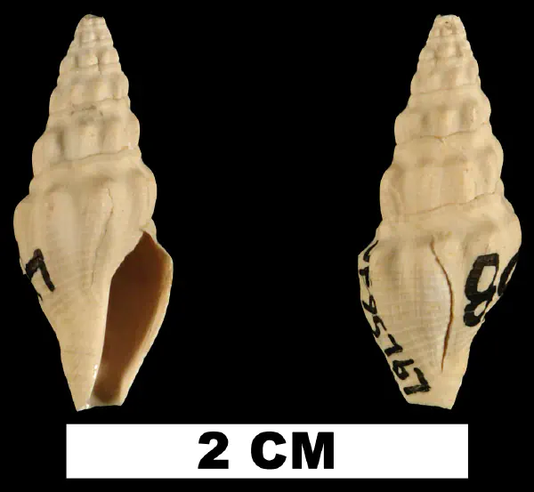 Crassispira meunieri
