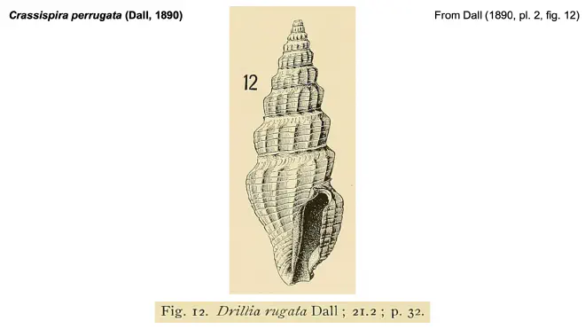 Illustration of Crassispira perrugata from Dall (1890).