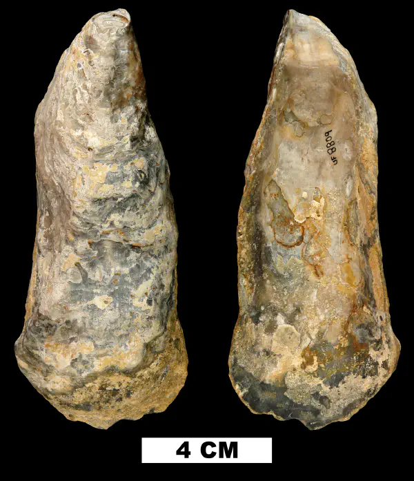 Crassostrea normalis