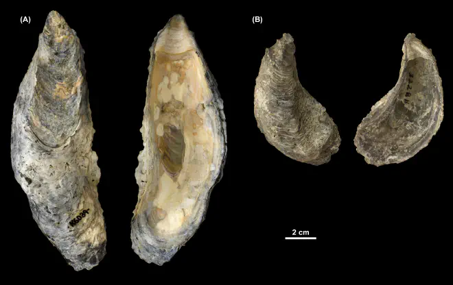 Crassostrea virginica left valves from (A) the Pleistocene Talbot Fm. of St. Mary's County, Maryland (PRI 69993) and (B) the Pliocene Tamiami Fm. of Florida (unknown county; PRI 69994).