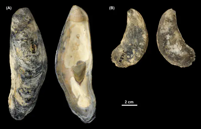 Crassostrea virginica right valves from (A) the Pleistocene Talbot Fm. of St. Mary's County, Maryland (PRI 69993) and (B) the Pliocene Tamiami Fm. of Florida (unknown county; PRI 69994).