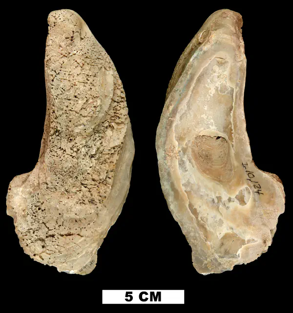 Crassostrea virginica