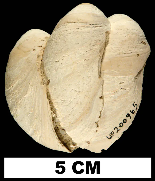 Multiple specimens of Crepidula fornicata from the Early Pleistocene Nashua Fm. of St. Johns County, Florida (UF 200965).