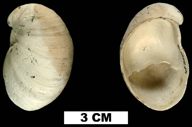 Crepidula fornicata from the Early Pleistocene Nashua Fm. of St. Johns County, Florida (UF 200966).