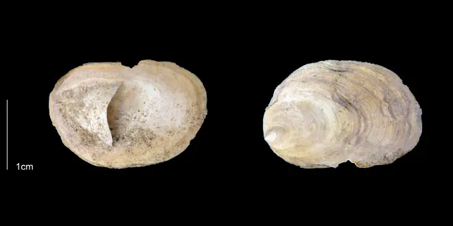 Crepidula plana from the Late Pliocene Tamiami Fm. (Pinecrest Beds) of Sarasota County, Florida (PRI 70080).