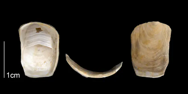 Crepidula plana from the Late Pliocene Tamiami Fm. (Pinecrest Beds) of Sarasota County, Florida (PRI 70089).