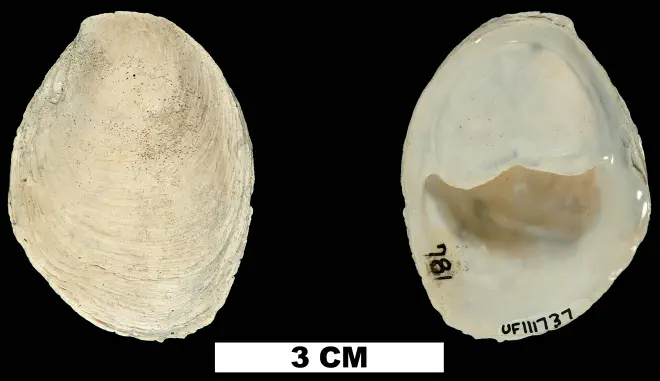 Crepidula plana from the Late Pliocene Tamiami Fm. (Pinecrest Beds) of Sarasota County, Florida (UF 111737).