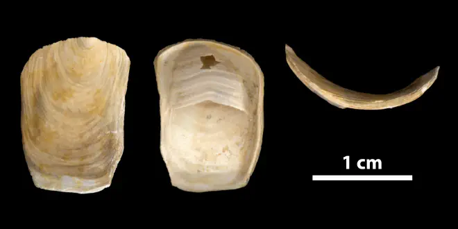 Crepidula plana from the Late Pliocene Tamiami Fm. (Pinecrest Beds) of Sarasota County, Florida (PRI 70166).