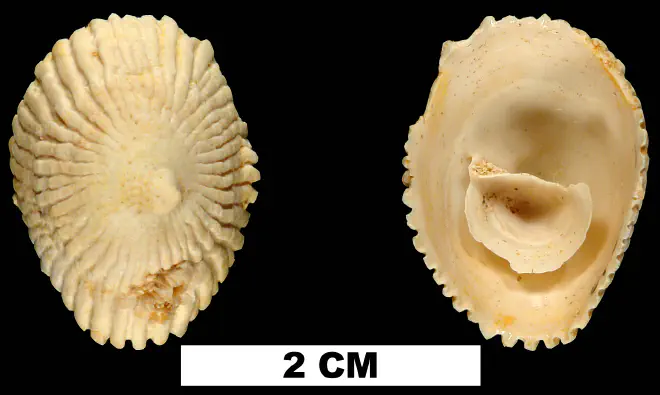 Crucibulum chipolanum from the Early Miocene Chipola Fm. of Calhoun County, Florida (UF 67750).