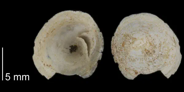 Crucibulum lawrencei