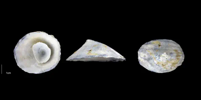 Crucibulum multilineatum from the Early Pleistocene Tamiami Fm. (Pinecrest Beds) of Sarasota County, Florida (PRI 70073).