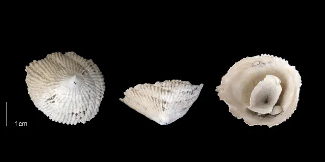 Crucibulum multilineatum from the Early Pleistocene Tamiami Fm. (Pinecrest Beds) of Sarasota County, Florida (PRI 70147).