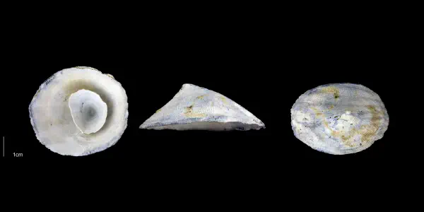 Crucibulum multilineatum